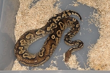 2008 Cinnabelly Male