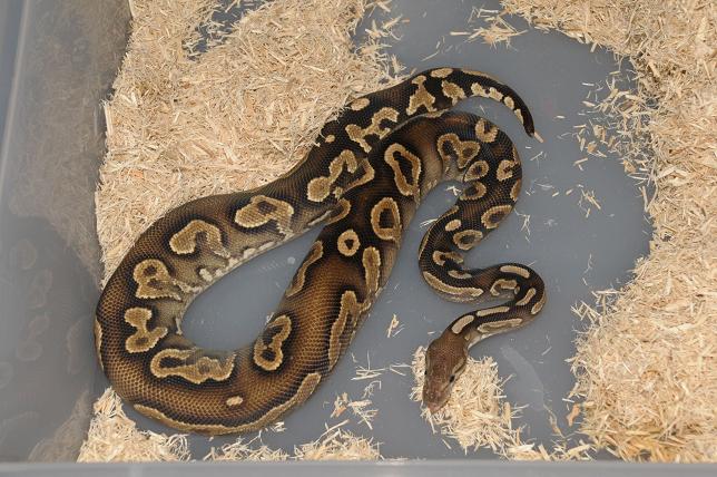 2008 Cinnabelly Male