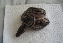 2006 Cinnamon Ball Python Hatchling