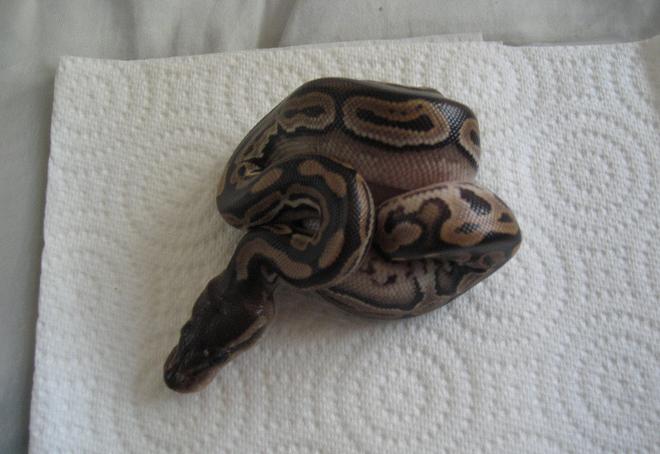 2006 Cinnamon Ball Python Hatchling