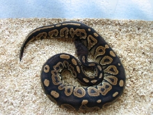 2005 Cinnamon Male