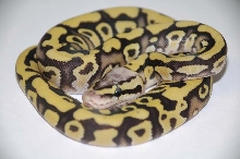 2011 Desert Firefly Female