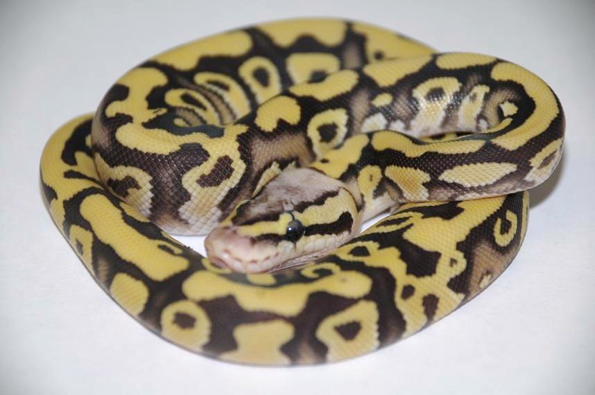 2011 Desert Firefly Female