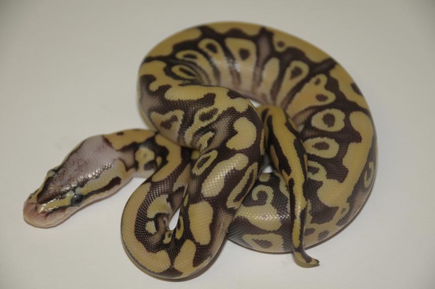 2011 Desert Firefly Female