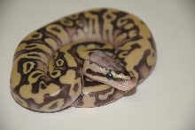 2011 Desert Firefly Male