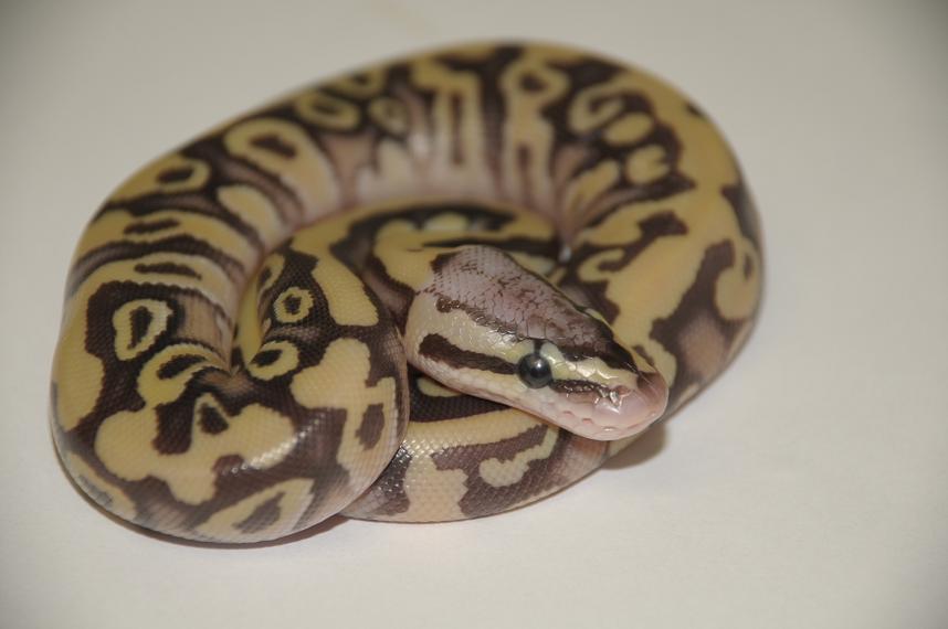 2011 Desert Firefly Male
