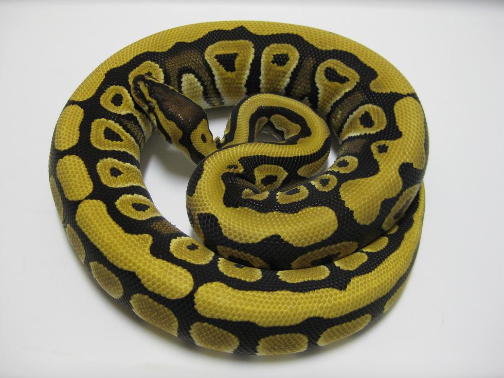 2010 Desert Male
