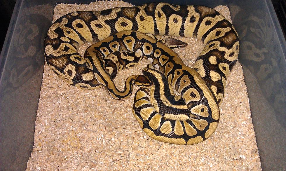 Desert x Firefly
