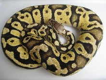 2009 Firefly Female