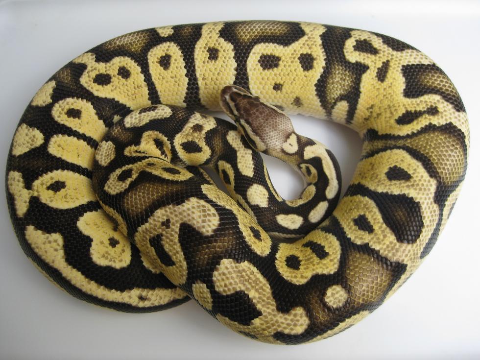 2009 Firefly Female