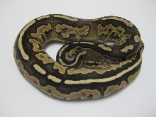 2010 Firemon Male
