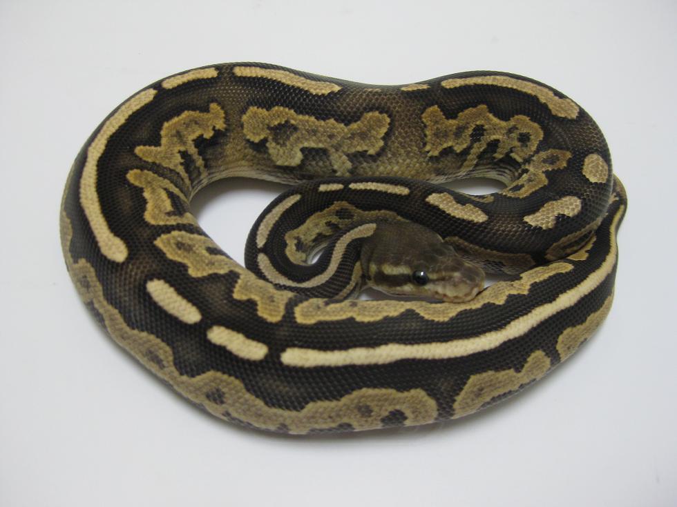 2010 Firemon Male
