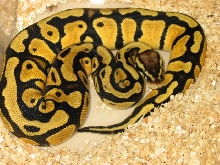Graziani Pastel Female