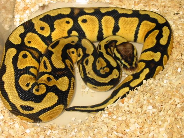 Graziani Pastel Female