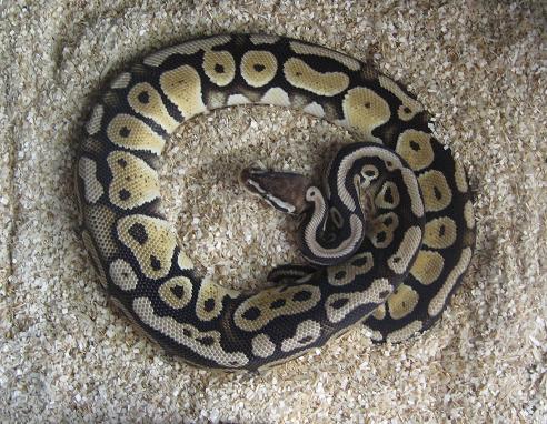 2005 Graziani Pastel Male Ball Python