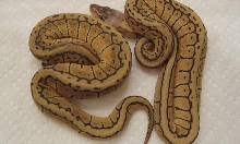2009 Lemon Blast