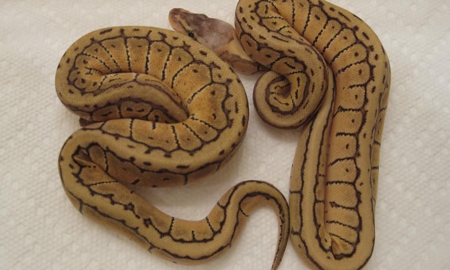 2009 Lemon Blast