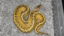 Lemon Blast Male