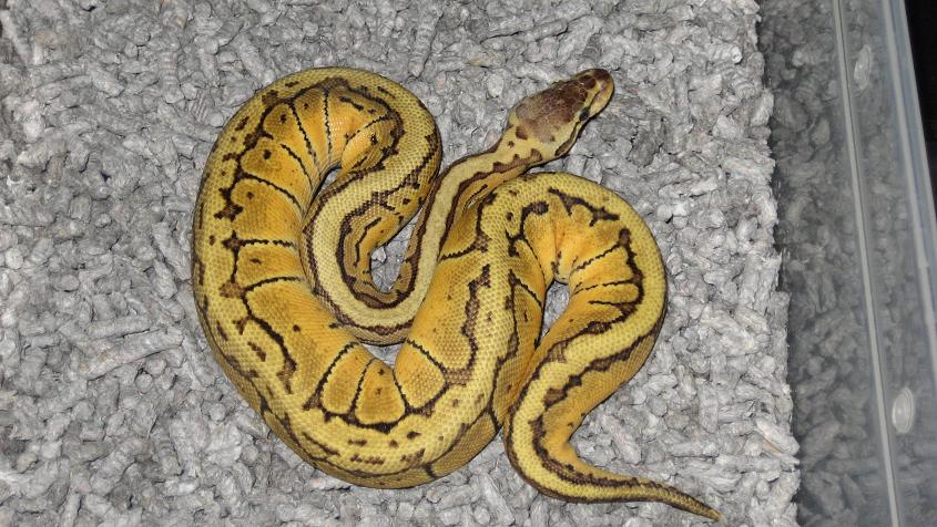 Lemon Blast Male