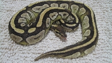 Mojave Ball Python