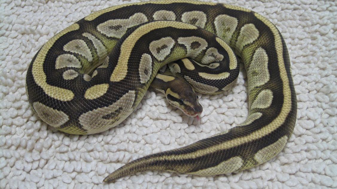 Mojave Ball Python