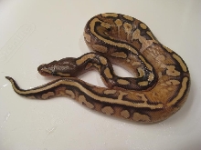 Calico Mojave Female 1