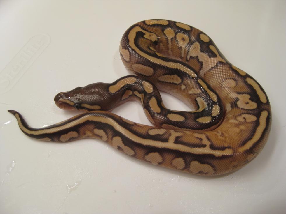 Calico Mojave Female 1
