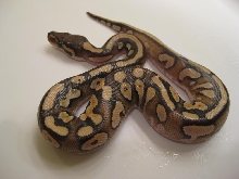 Calico Mojave Female 2