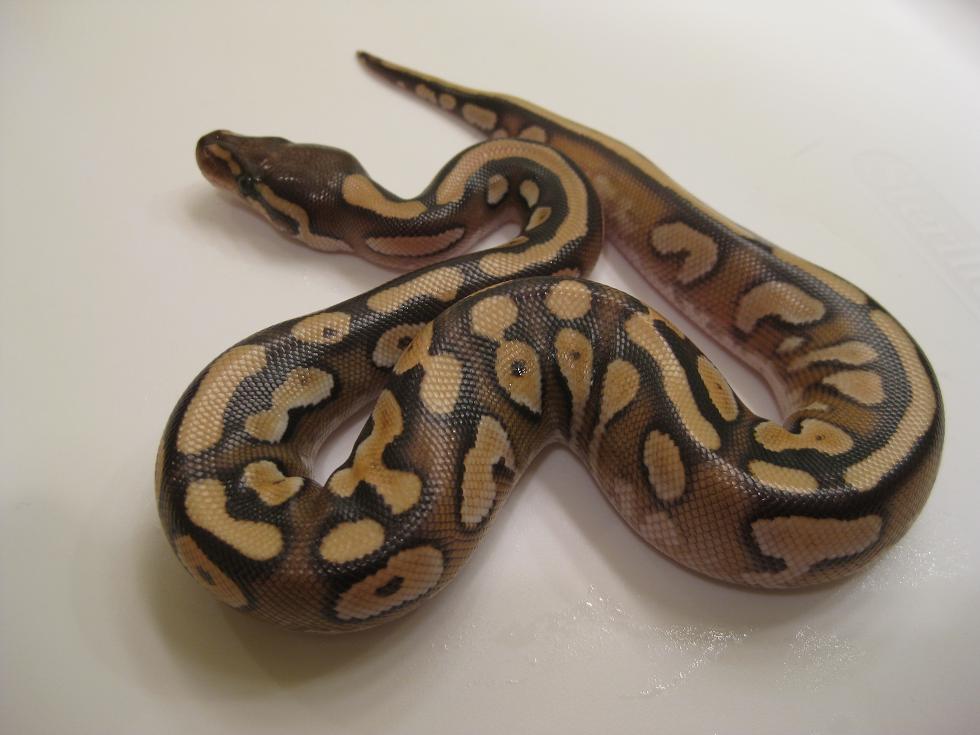 Calico Mojave Female 2
