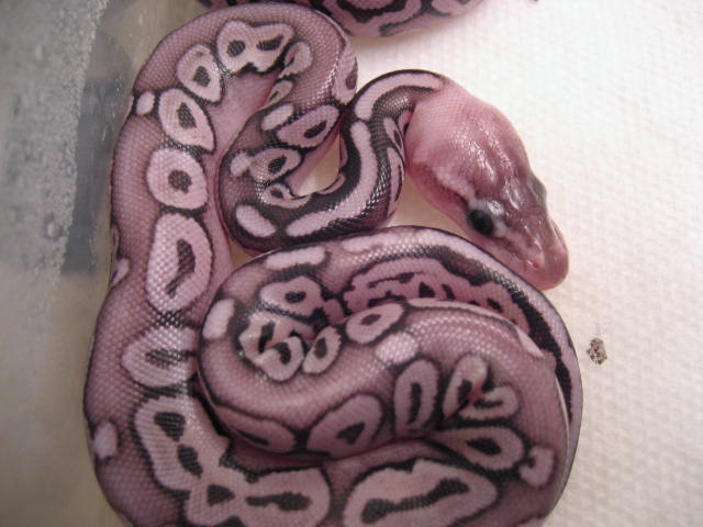 2008 Pewter Male