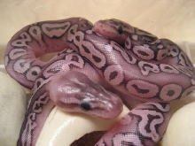 2008 Pewter Hatchlings