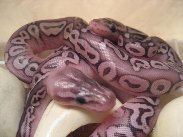 2008 Pewter Hatchlings