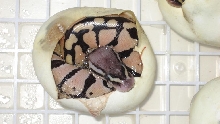 Pastel Hatchling
