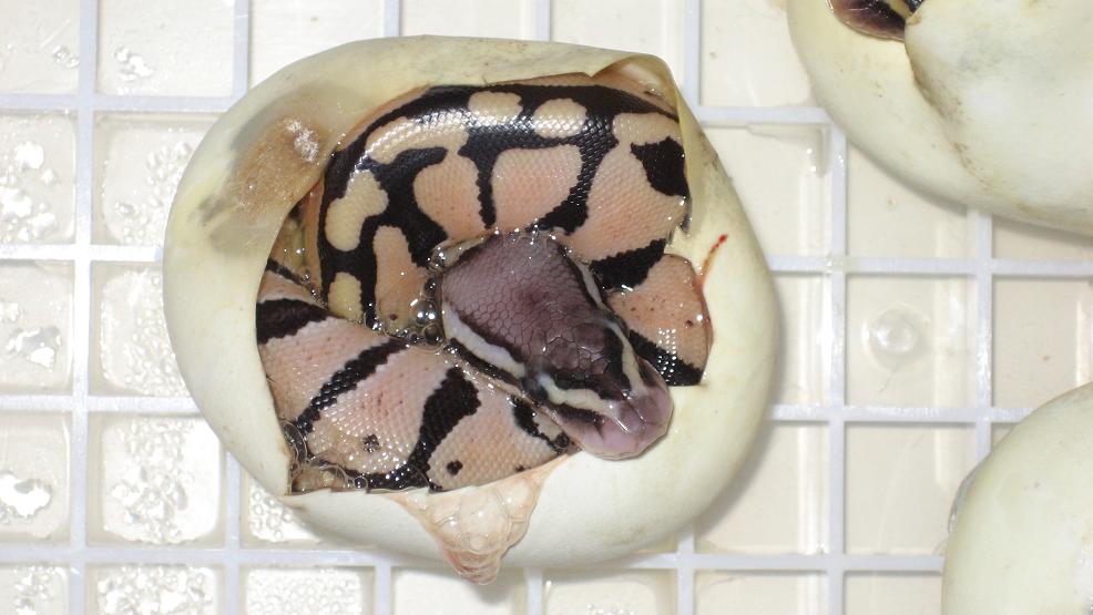 Pastel Hatchling