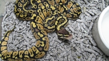 2008 Pastel Hatchlings