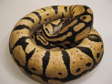 2008 Pastel Female