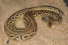 2008 Pewter Male