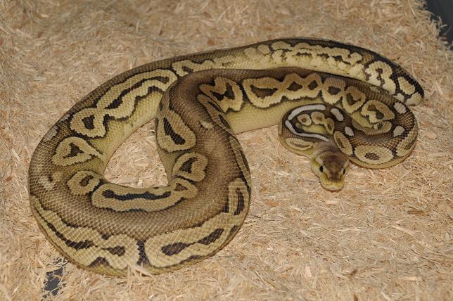 2008 Pewter Male