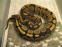Normal Female