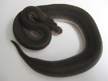2010 Super Cinnamon Female