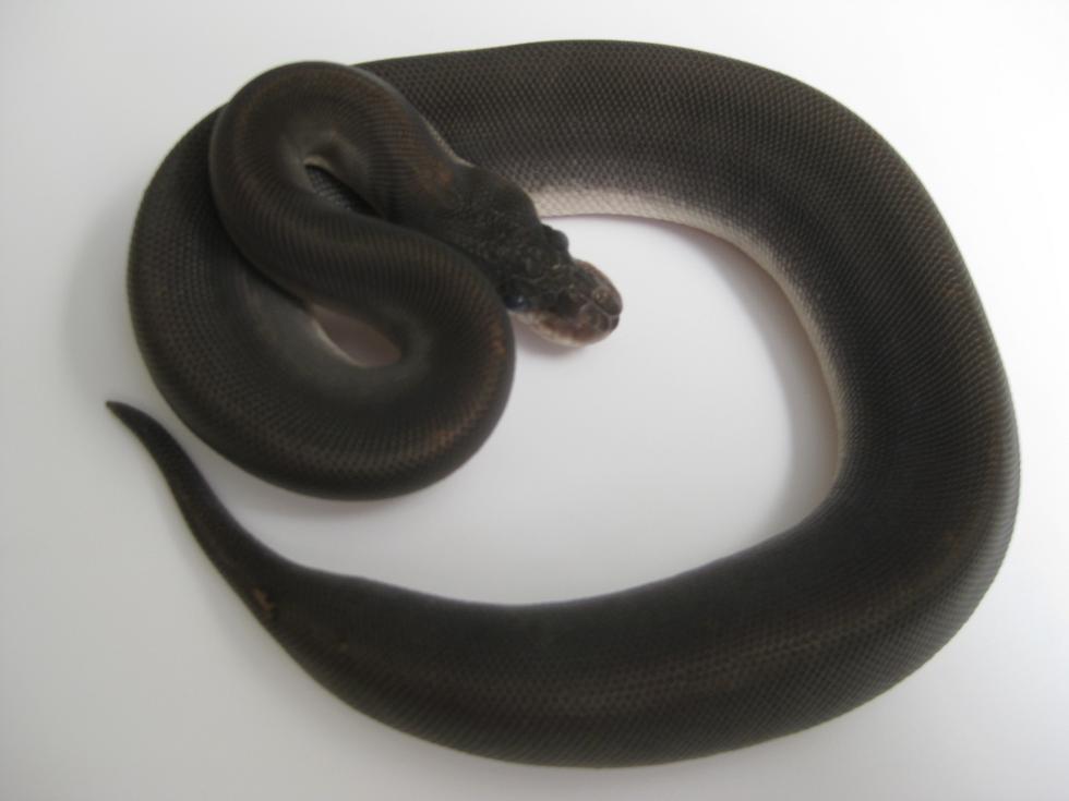 2010 Super Cinnamon Female