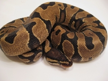 Reduced YB Female
