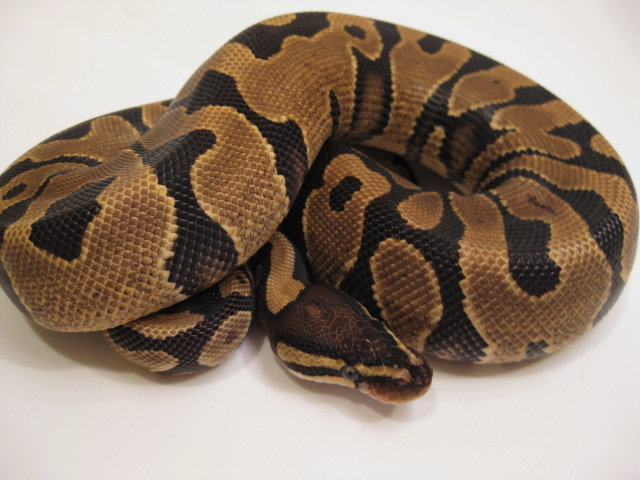 Reduced YB Female