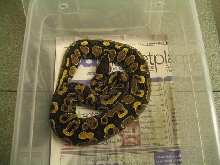 Het Ivory