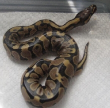 2007 Yellowbelly Hatchling