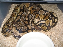 Yellowbelly x Normal