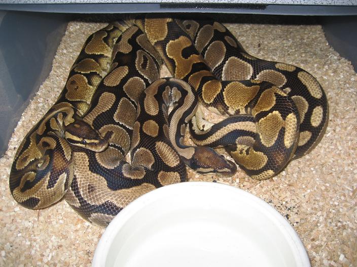 Yellowbelly x Normal