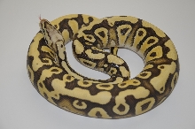 Desert FireflyF1