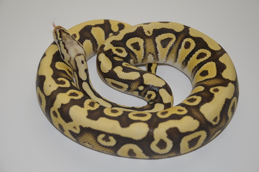 Desert FireflyF1