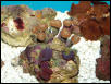 Saltwater - Austin Aquariums